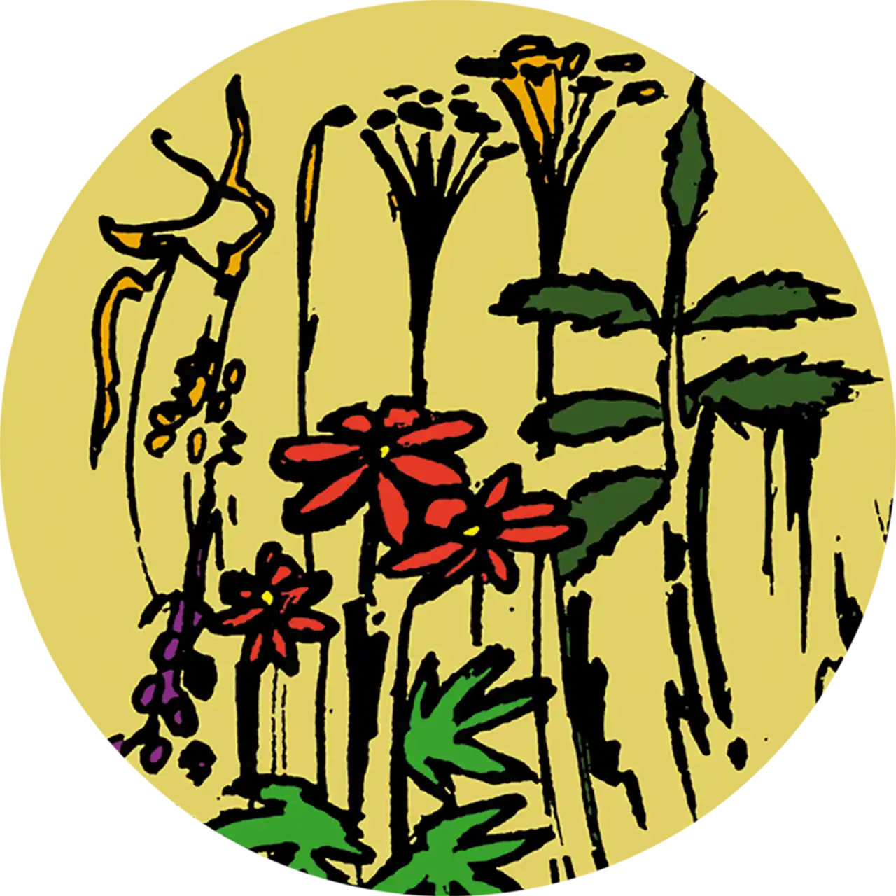 Ashwagandhawortel - biologische kruiden - Afbeelding 3