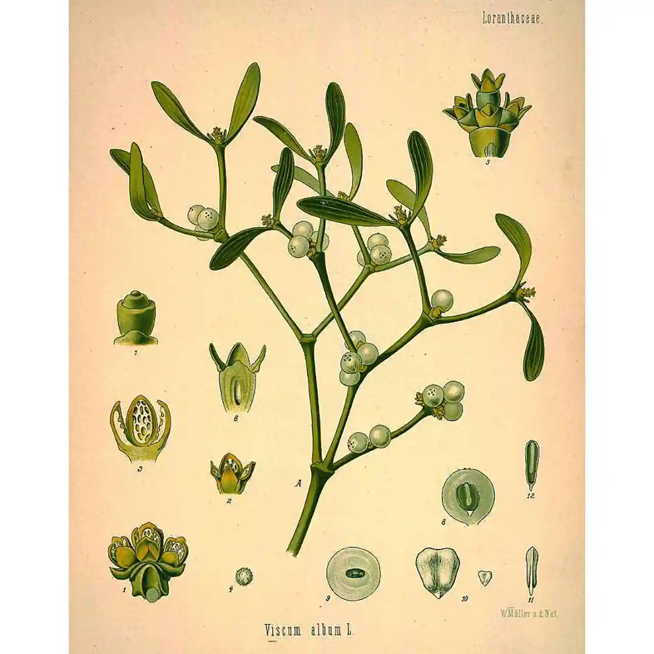 Maretak - Viscum album - botanische illustratie