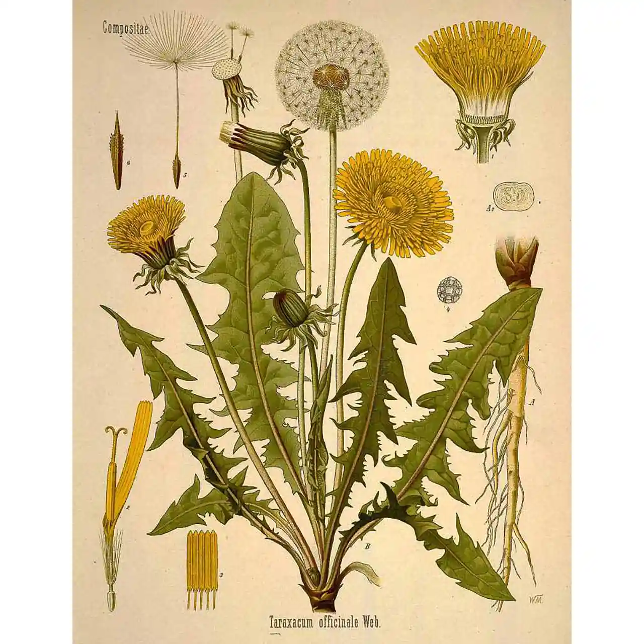 Paardenbloem - Taraxacum officinale - botanische illustratie