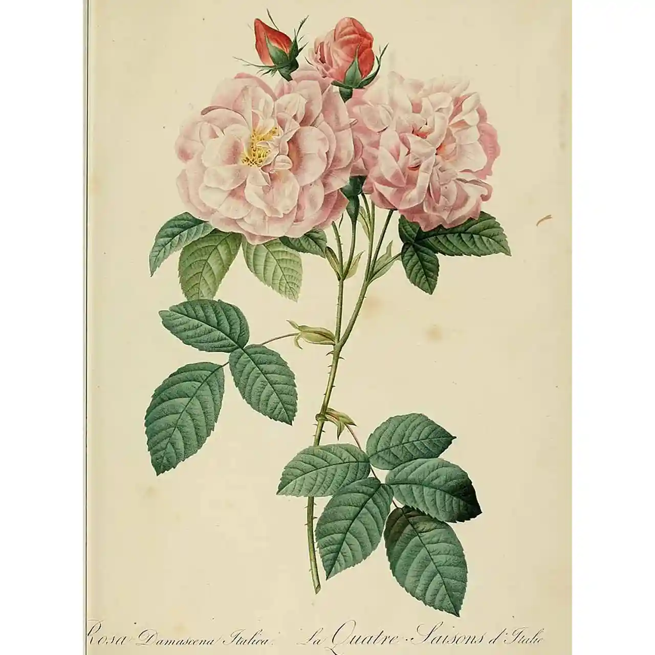 Roos - Rosa damascena - botanische illustratie