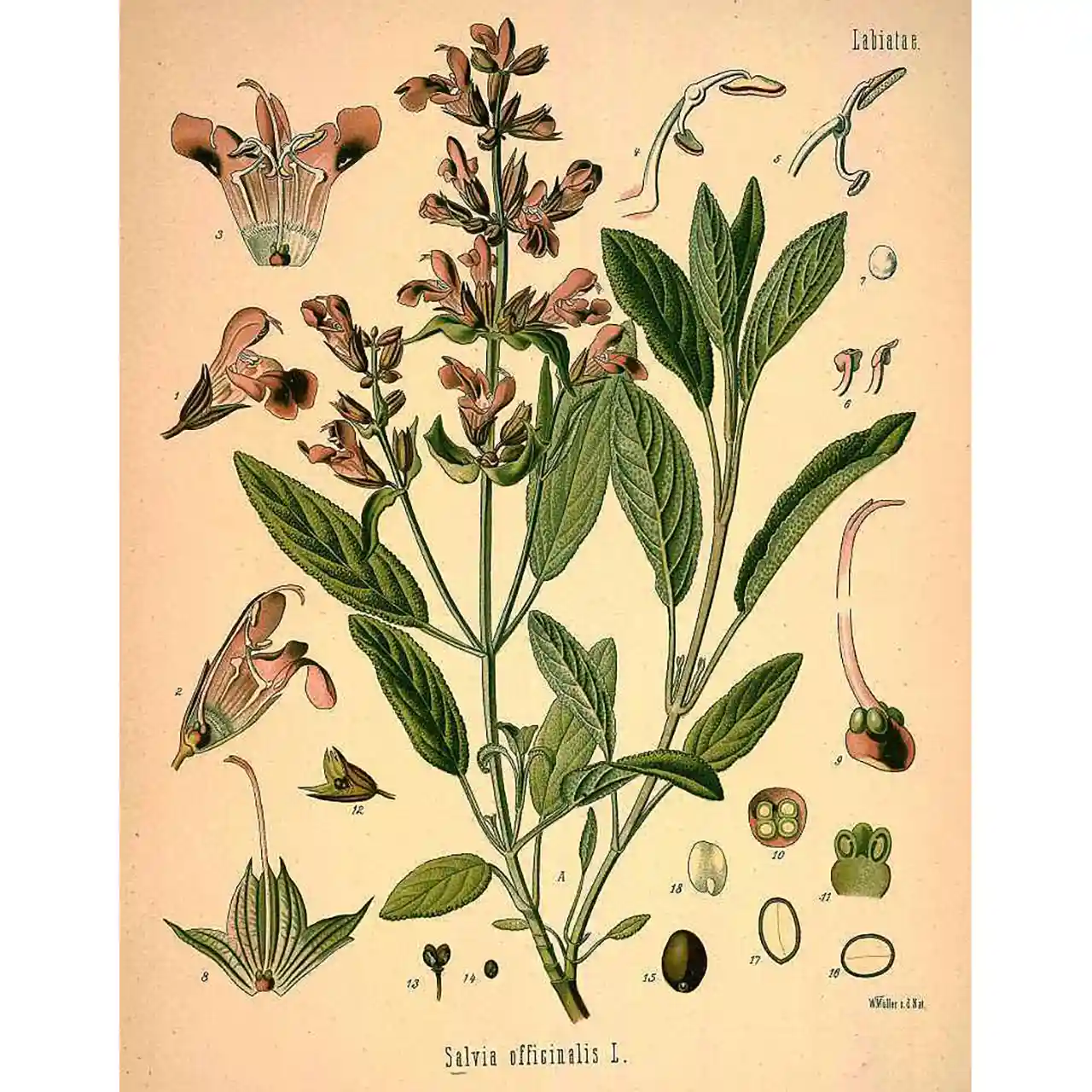 Salie - Salvia officinalis - botanische illustratie