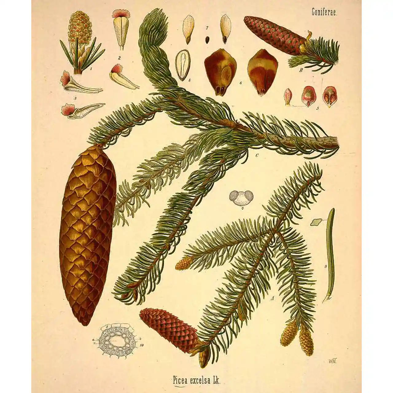 Spar - Picea abies - botanische illustratie