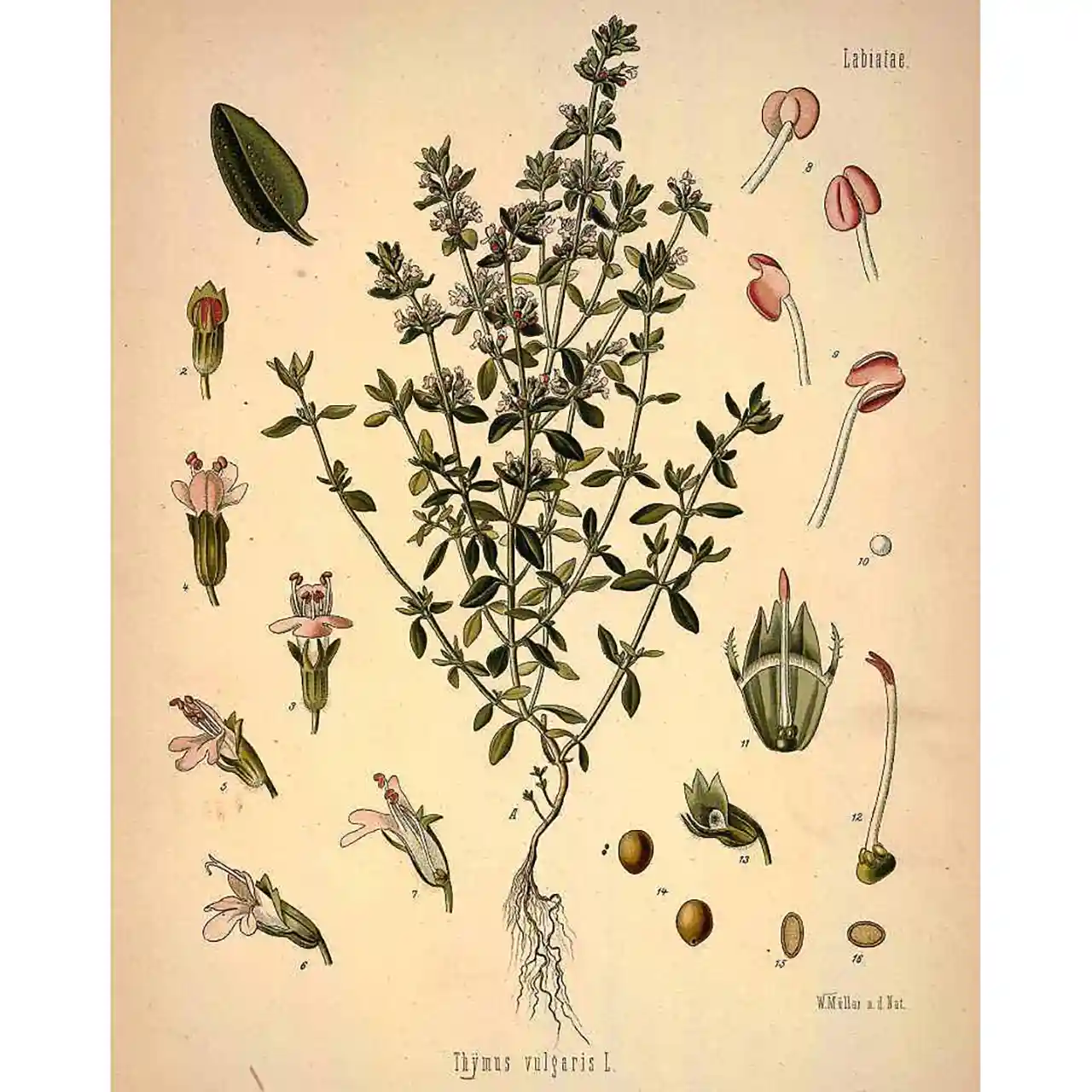 Tijm - Thymus vulgaris - botanische illustratie
